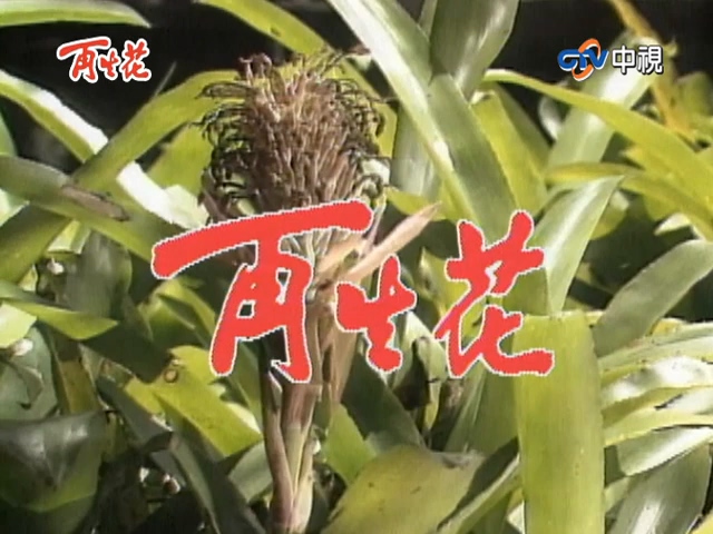 再生花1990第01集